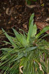 Broadleaf sedge